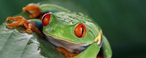 Preview wallpaper frog, eyes, leaf, wet
