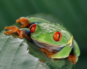 Preview wallpaper frog, eyes, leaf, wet