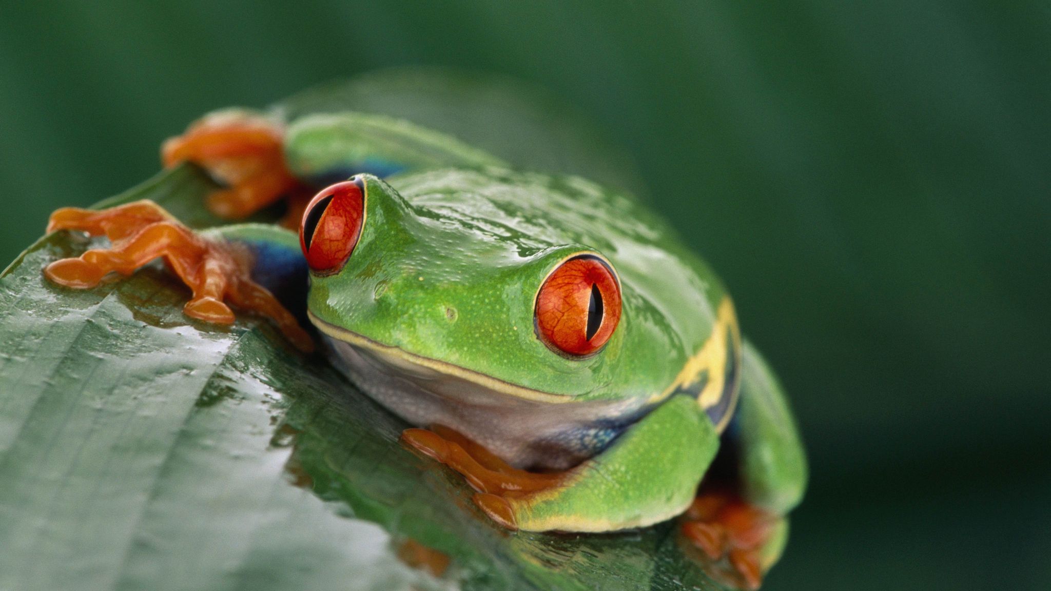 Download Wallpaper 2048x1152 Frog, Eyes, Leaf, Wet Ultrawide Monitor Hd 