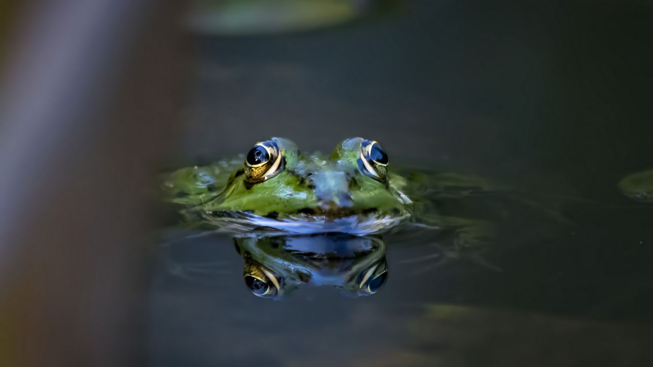 Wallpaper frog, eyes, water, macro, wildlife