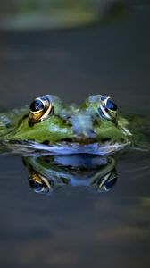 Preview wallpaper frog, eyes, water, macro, wildlife