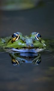 Preview wallpaper frog, eyes, water, macro, wildlife