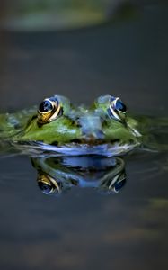 Preview wallpaper frog, eyes, water, macro, wildlife