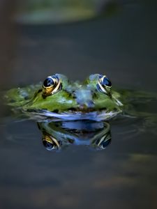 Preview wallpaper frog, eyes, water, macro, wildlife