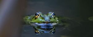 Preview wallpaper frog, eyes, water, macro, wildlife