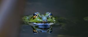 Preview wallpaper frog, eyes, water, macro, wildlife