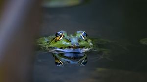 Preview wallpaper frog, eyes, water, macro, wildlife