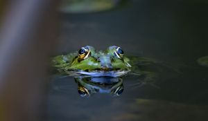 Preview wallpaper frog, eyes, water, macro, wildlife