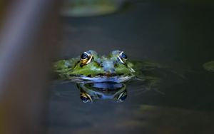 Preview wallpaper frog, eyes, water, macro, wildlife