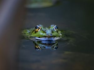 Preview wallpaper frog, eyes, water, macro, wildlife