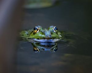 Preview wallpaper frog, eyes, water, macro, wildlife