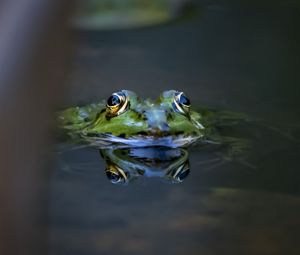 Preview wallpaper frog, eyes, water, macro, wildlife