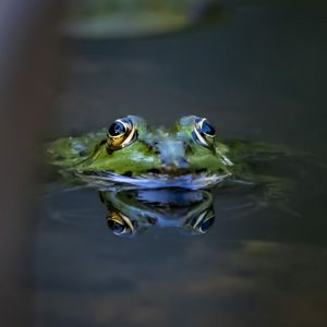 Preview wallpaper frog, eyes, water, macro, wildlife