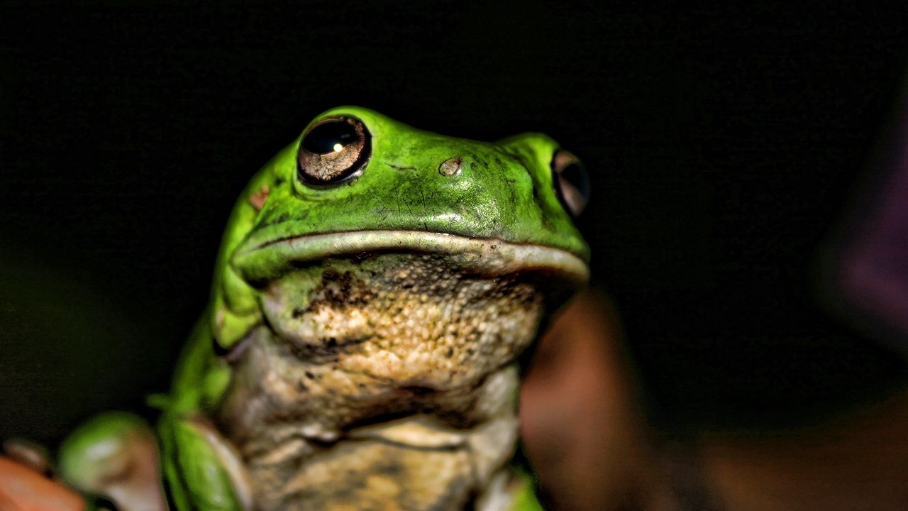 Wallpaper frog, face, color, bright, shadow