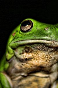 Preview wallpaper frog, face, color, bright, shadow