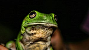 Preview wallpaper frog, face, color, bright, shadow