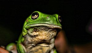 Preview wallpaper frog, face, color, bright, shadow