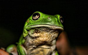 Preview wallpaper frog, face, color, bright, shadow