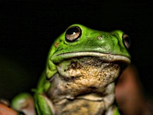 Preview wallpaper frog, face, color, bright, shadow