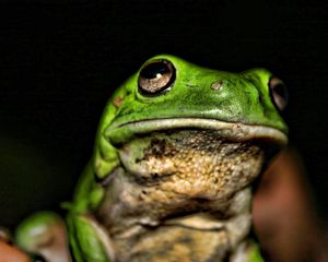 Preview wallpaper frog, face, color, bright, shadow