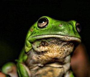 Preview wallpaper frog, face, color, bright, shadow