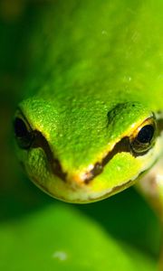 Preview wallpaper frog, face, eyes, blurred