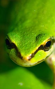 Preview wallpaper frog, face, eyes, blurred
