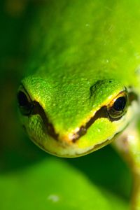 Preview wallpaper frog, face, eyes, blurred