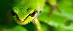 Preview wallpaper frog, face, eyes, blurred