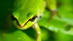 Preview wallpaper frog, face, eyes, blurred