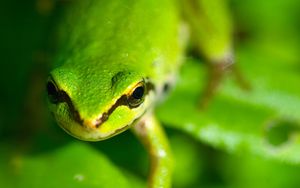 Preview wallpaper frog, face, eyes, blurred