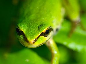 Preview wallpaper frog, face, eyes, blurred