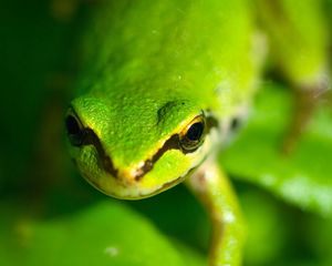 Preview wallpaper frog, face, eyes, blurred