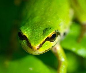 Preview wallpaper frog, face, eyes, blurred