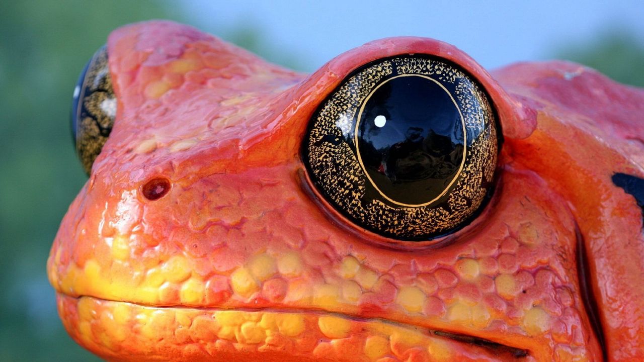 Wallpaper frog, face, reptile, color