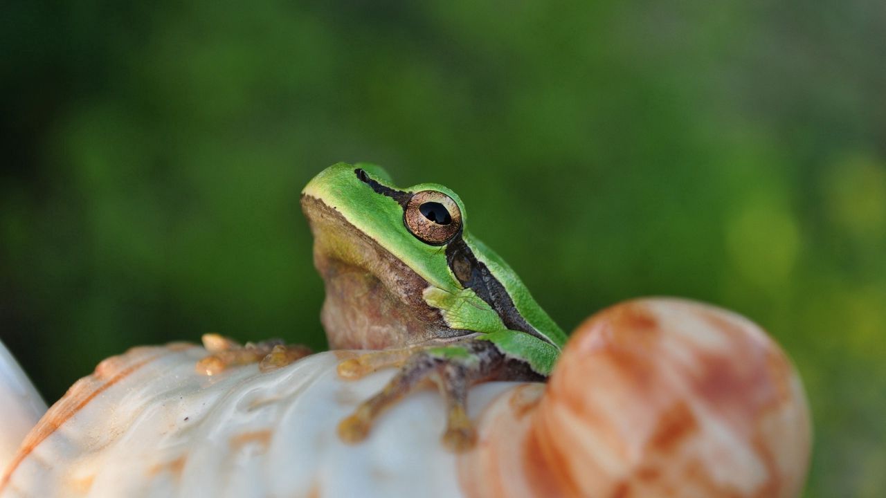 Wallpaper frog, face, sitting, light
