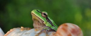 Preview wallpaper frog, face, sitting, light