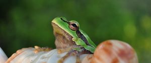 Preview wallpaper frog, face, sitting, light