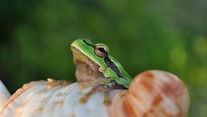 Preview wallpaper frog, face, sitting, light