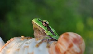 Preview wallpaper frog, face, sitting, light