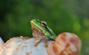 Preview wallpaper frog, face, sitting, light