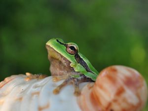 Preview wallpaper frog, face, sitting, light