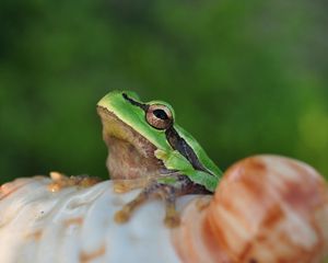 Preview wallpaper frog, face, sitting, light