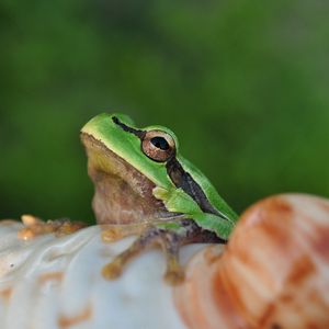 Preview wallpaper frog, face, sitting, light