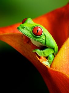 Preview wallpaper frog, flower, climb, color