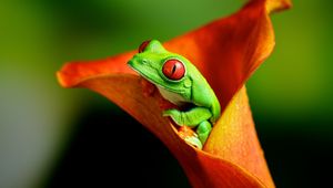 Preview wallpaper frog, flower, climb, color