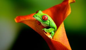 Preview wallpaper frog, flower, climb, color