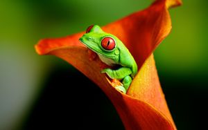 Preview wallpaper frog, flower, climb, color