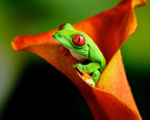 Preview wallpaper frog, flower, climb, color