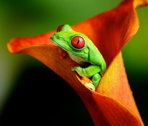 Preview wallpaper frog, flower, climb, color